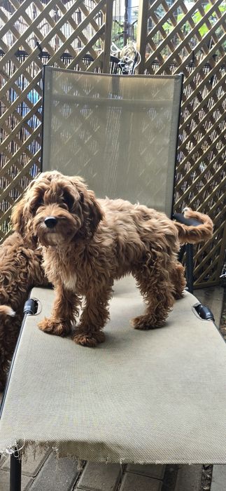 Cockapoo/ dziewczynka