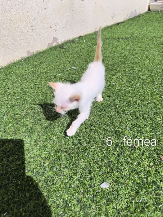 Gatinhos para doar