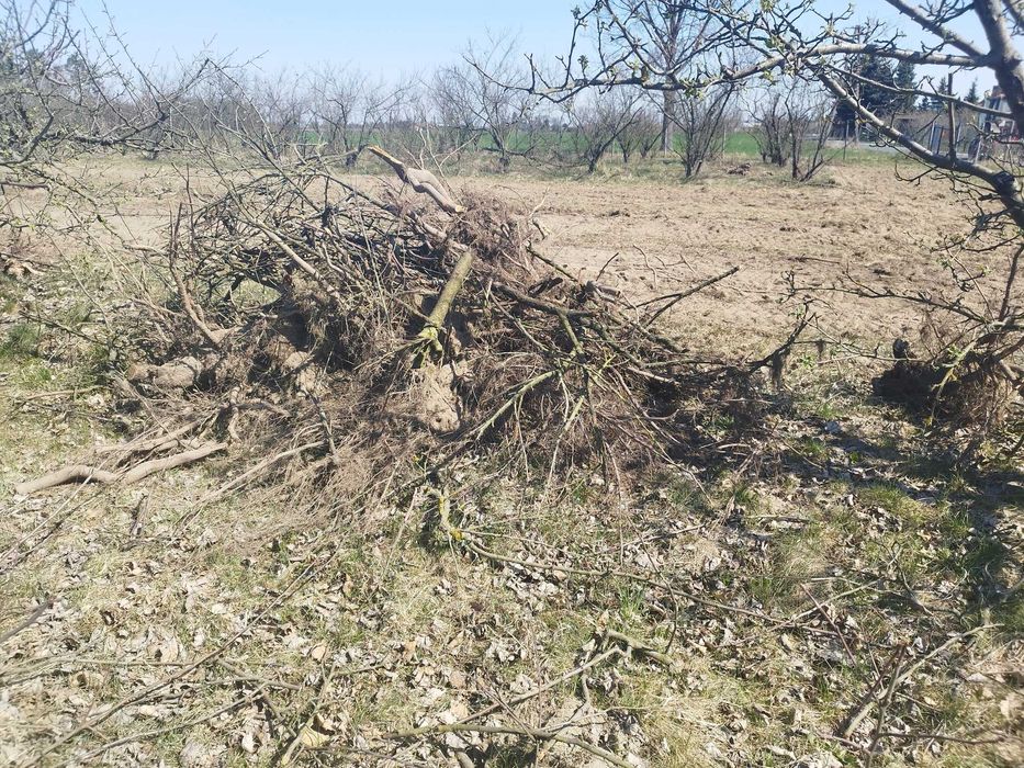 Oddam gałęzie, korzenie  za darmo brzoskwinie jabłonie