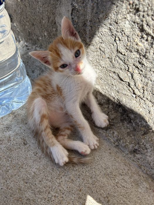 gatinhos para adoçao