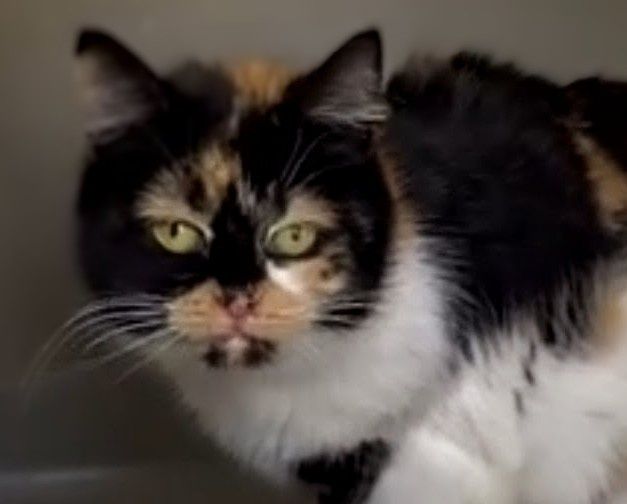 Зеленоока кішечка