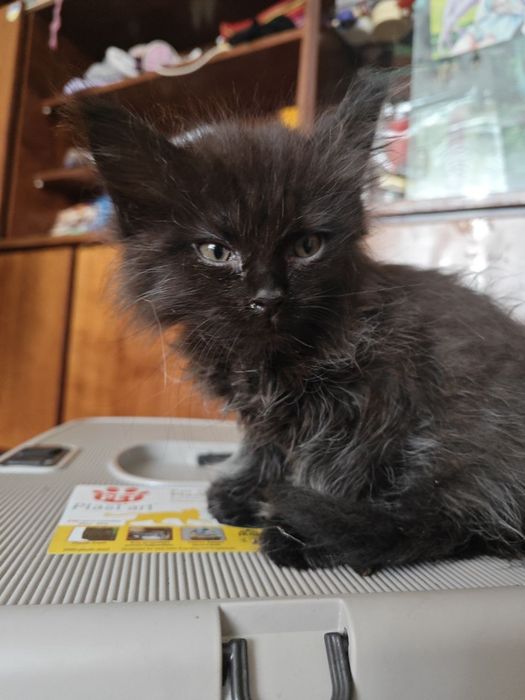 Кошенята 4 штуки