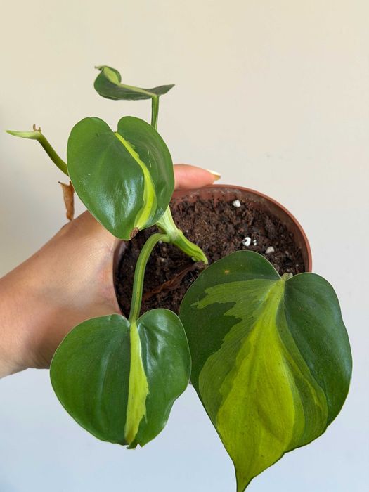 Planta Philodendron Brasil