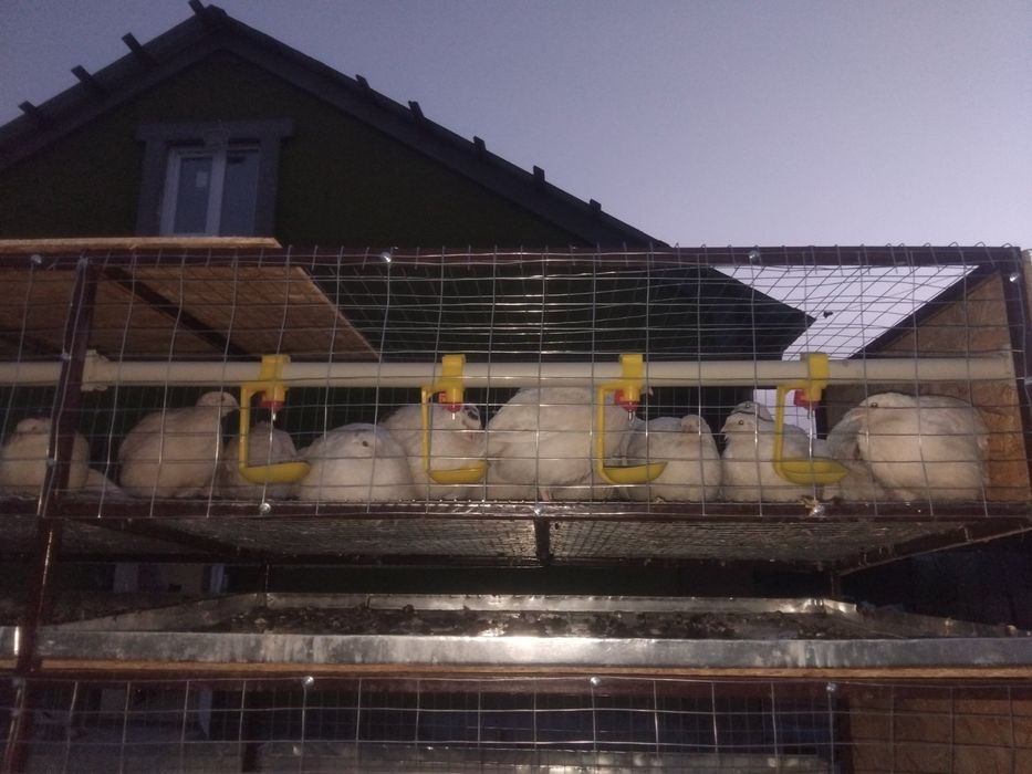 Клітки для перепілок, курей