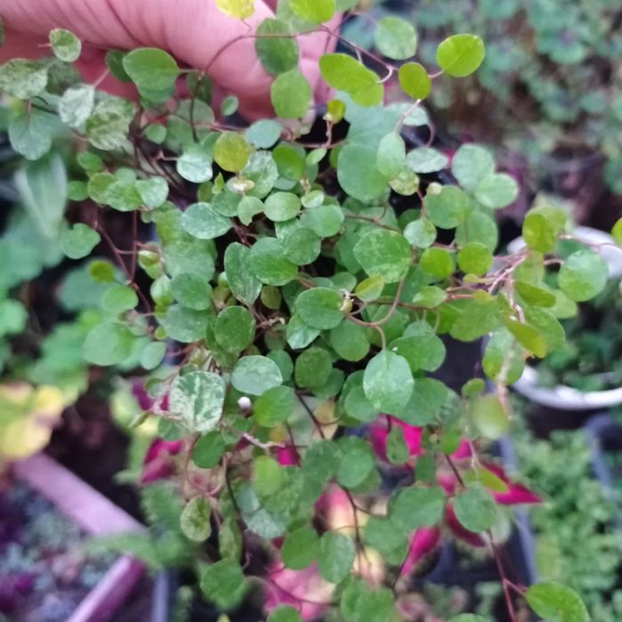 Мюленбекія зелена і варієгатна