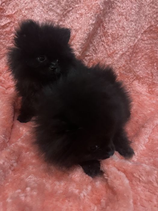 Померанський шпіц міні