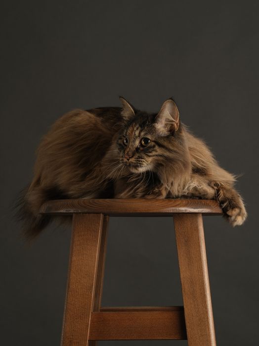 Дівчинка підліток породи КУРИЛЬСЬКИЙ БОБТЕЙЛ