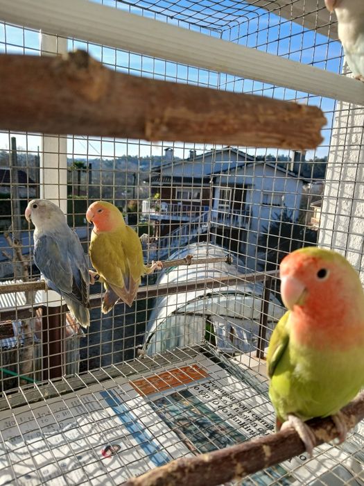 Agapornis para seder