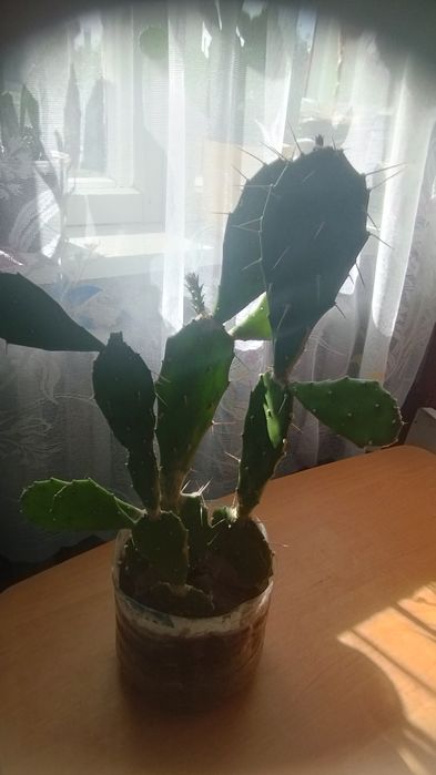 Продам кактус опунція