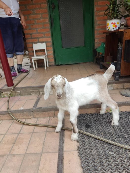 Продам Англо-нуб 75% козлика 2000 грн.