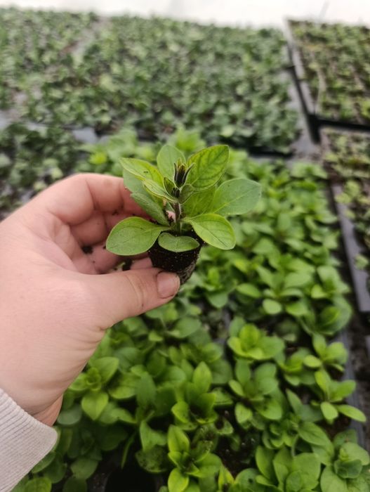 Черенок квітів .