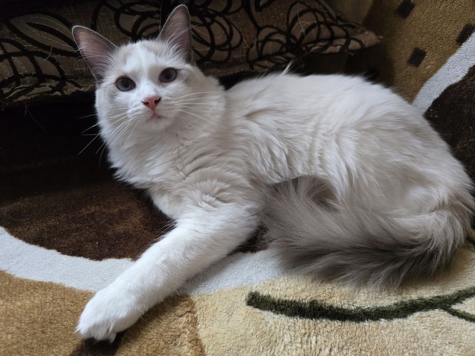 Ragdoll kotek RAGa