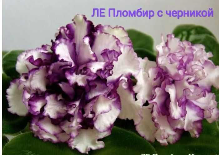 Фіалка Пломбір з чорницею