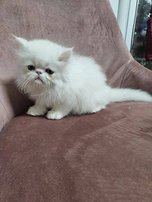 Kocurek perski, kot perski