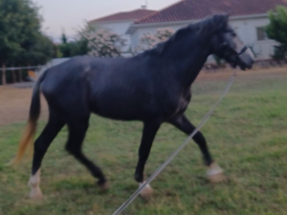 Beautiful stallion with potential, for sale (Coimbra)