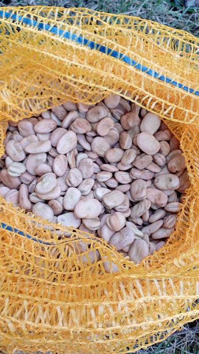 Bób bizon drobny sort 2025 wysyłka