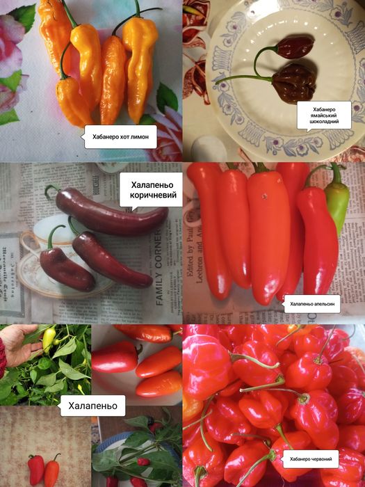 Насіння гострого перцю. Частина 2