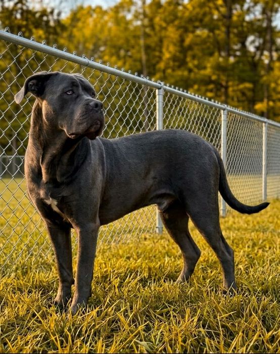 Duzy szczeniak Cane Corso Italiano z rodowodem nienieski blue siwy szary  rodowód