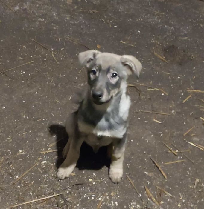 Dwa piękne pieski pilnie szukają domu