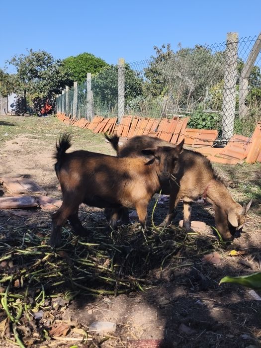 Cabras micro anãs