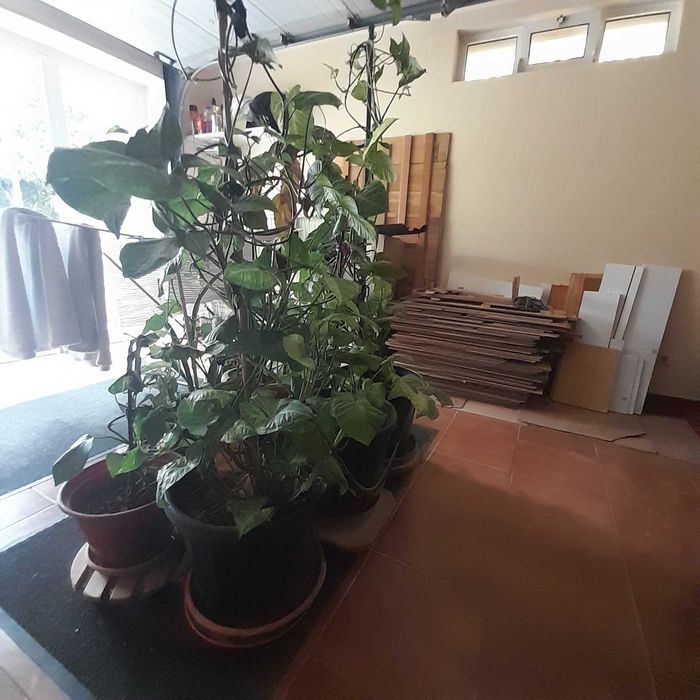 Planta natural cerca de 120 cm