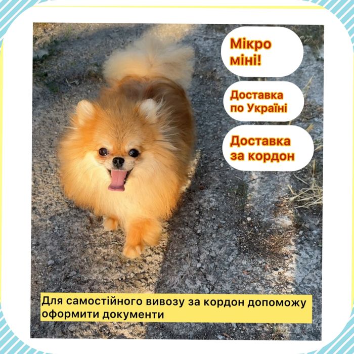 Красуня дівчинка міні ! Померанский шпіц тип ведмедик