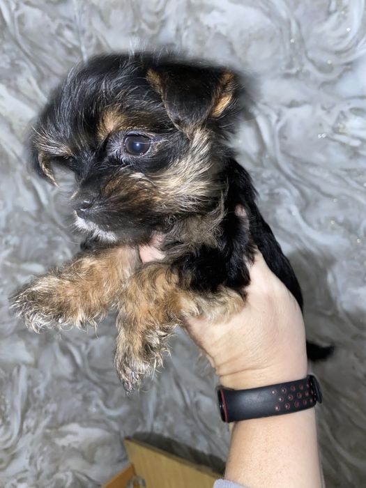 Дівчинка йорка міні