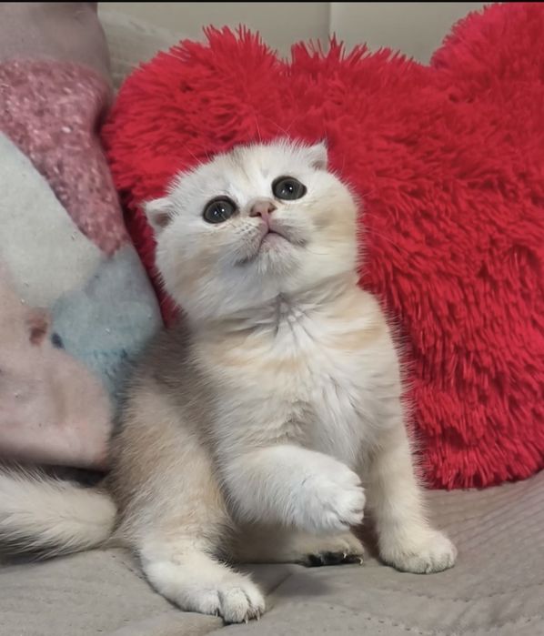 Дівчинка срібла шиншила котята кошенята котики