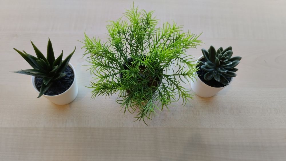 Plantas e vasos vários