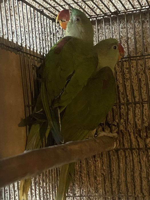 Casal de alexandrinos