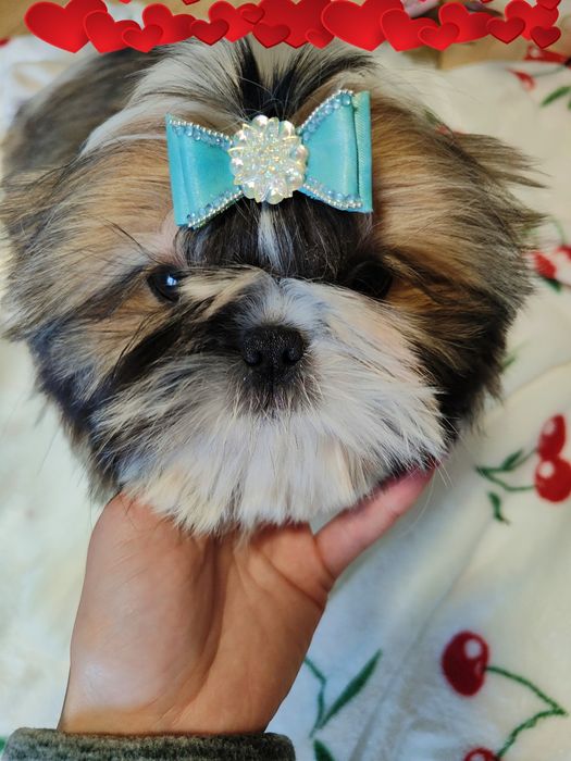 Pies Shih Tzu szczeniak przepiękny chłopak rodowód