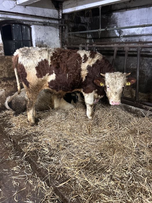 Sprzedam odsadki byczki