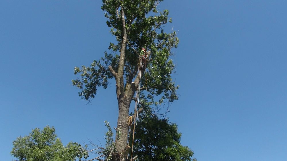 Wycinka drzew trudnych, cięcia drzew, krzewów żywopłotów,usuwanie drze