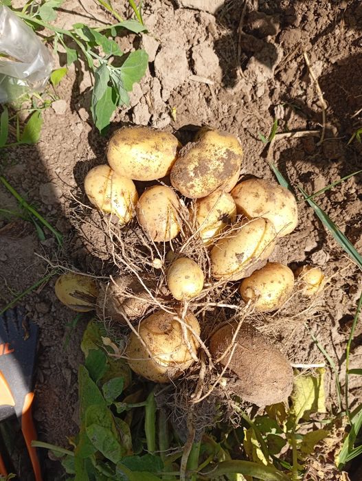 Dzień dobry sprzedam ziemniaki młode .