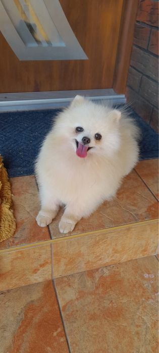 Szpic miniaturowy pomeranian
