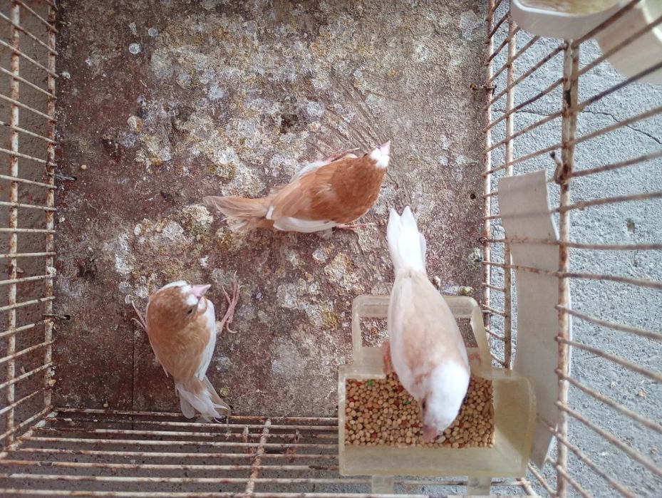 Vendo  bengalins
