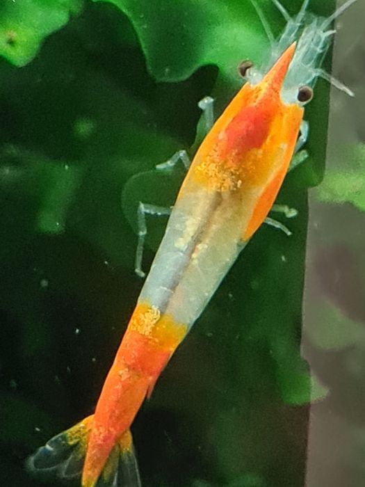 Krewetka, krewetki neocaridina Orange