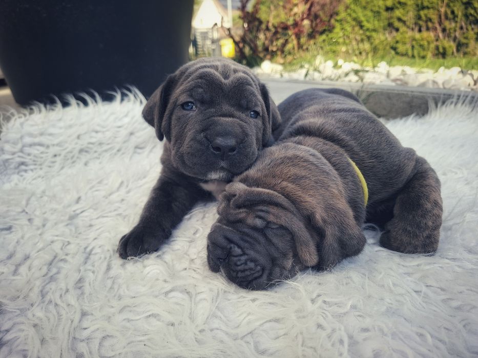 Szczeniak Cane Corso Italiano ZKwP/ FCI Wrocław