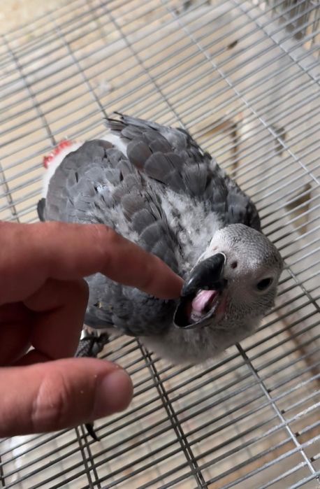 Papagaios Cinzentos domesticados