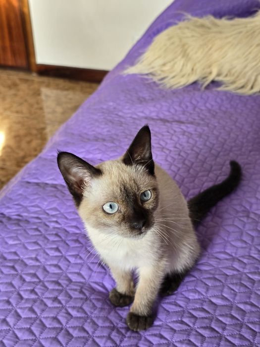 Para adopção - Beyoncé