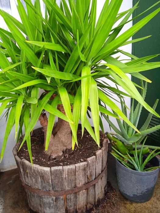 Vendo yuca grande, bonita para jardim