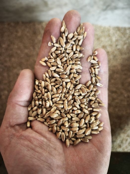 Semente Triticale