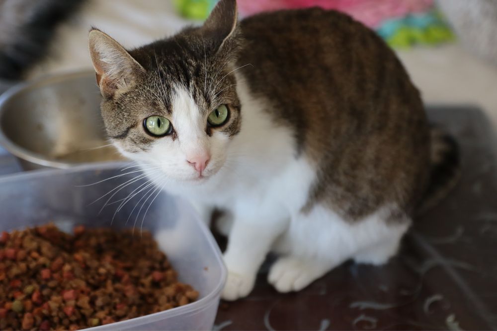 Urocza kotka Angelika szuka domku