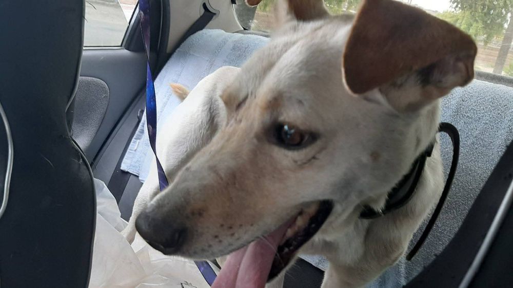 Сільвер, молодий шукає дім