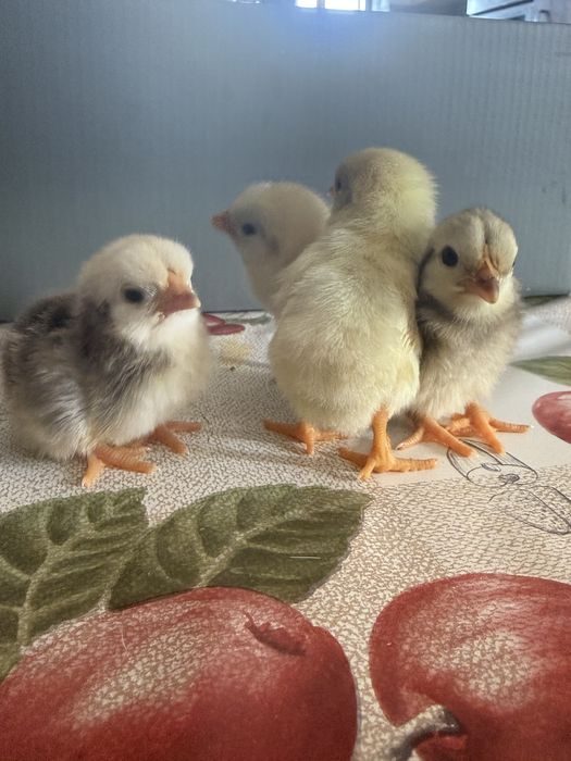 Vendo 4 pintos Serama (não puros)