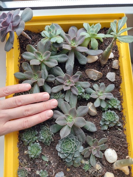 Эхеверия распродажа излишков деток