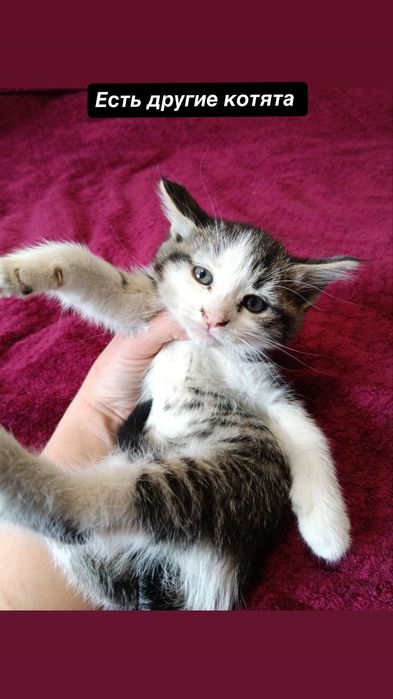 Много котят бесплатно