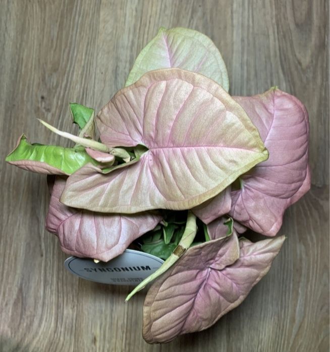 Сингониум Неон Пинк