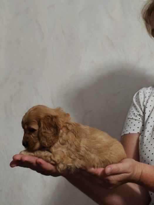 Cockapoo F1 Cocker spaniel angielski plus pudel miniaturowy