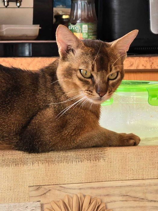 Продам кошенят Абіссинської породи